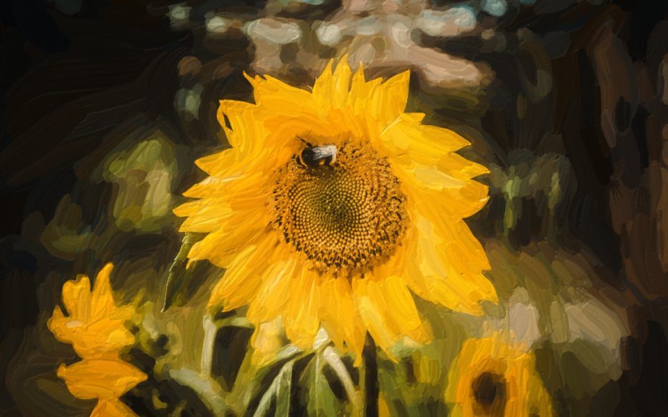 Sonnenblume in Pinselzügen gemalt.