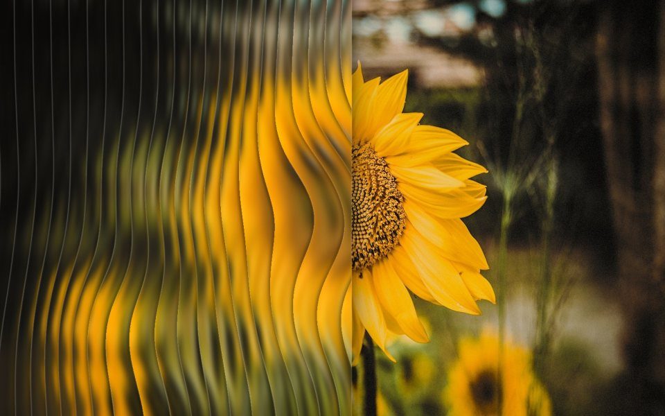 Sonnenblume weich hinter einer gerippten Glasscheibe.
