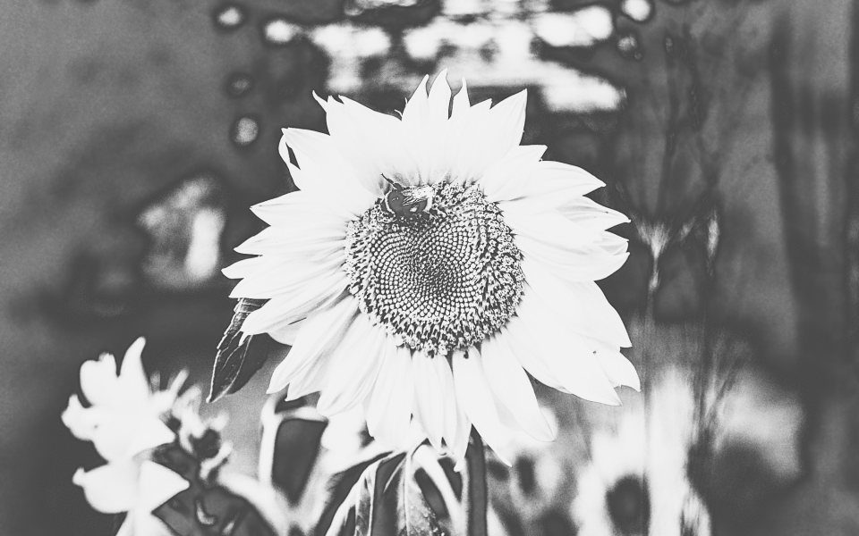 Sonnenblume in Schwarzweiß, die hellen Blätter ins Graue gekippt.