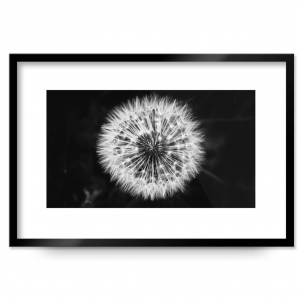 Pusteblume Passpartout