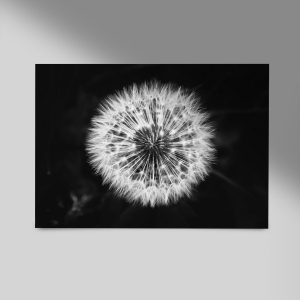 Löwenzahn-Pusteblume-Querformat