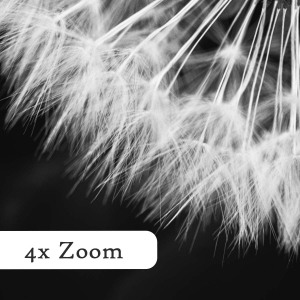 Löwenzahn-Pusteblume-Querformat-zoom