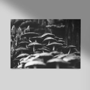 Pilze-im-Herbst-Querformat