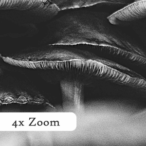Pilze-im-Herbst-Querformat-zoom