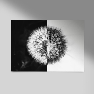 Pusteblume-im-kontrast-Querformat