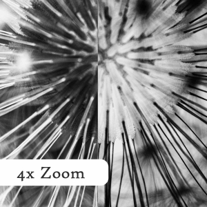 Pusteblume-im-kontrast-Querformat-zoom