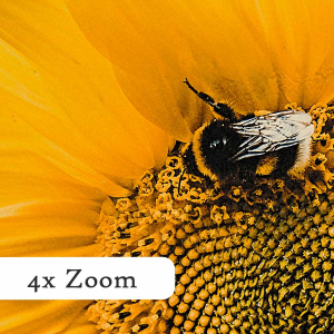 ich-bin-eine-Biene-Querformat-zoom